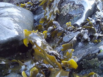 Rocks in water