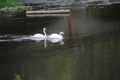 Swan swimming in lake