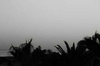 Low angle view of palm trees against sky