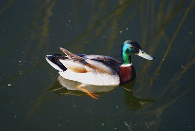 Duck swimming in a lake
