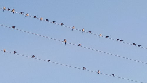Low angle view of birds perching on power lines