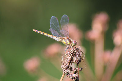 Close-up of dragonfly on plant