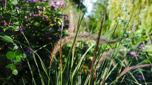 Close-up of plants growing on land