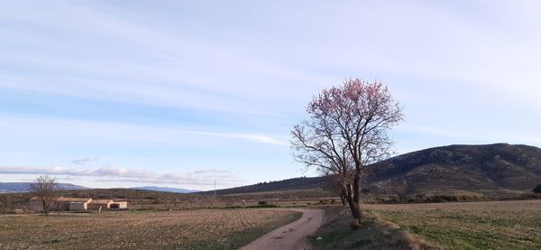 Almond tree in bloom on field against sky