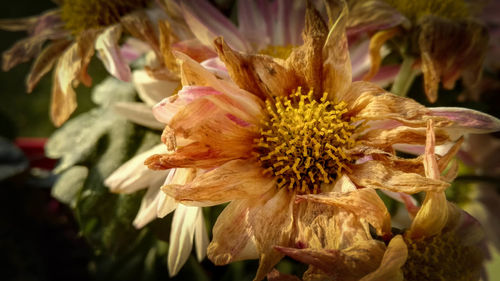 Close-up of flowers