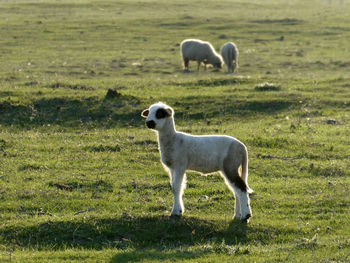 Sheep standing in a field