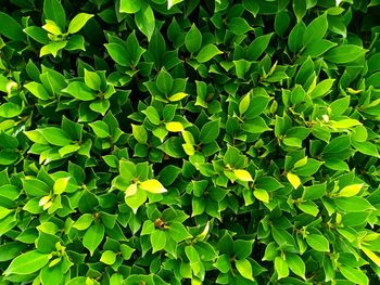 Full frame shot of plants