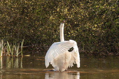 White swan in lake