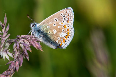 Close-up of butterfly pollinating on flower