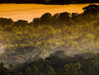 High angle view of trees during sunset