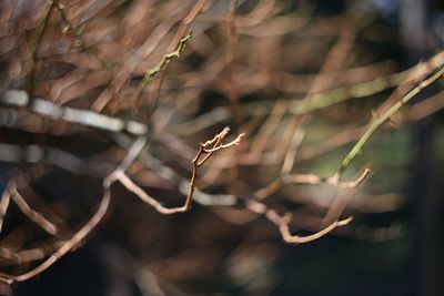 Close-up of a plant