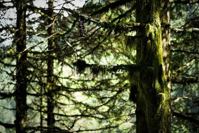 Low angle view of tree in forest