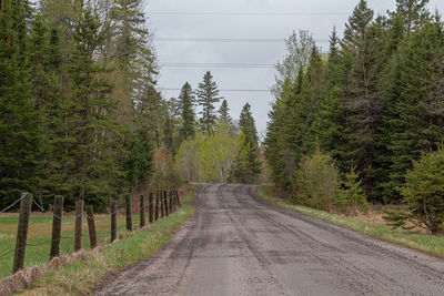 Road amidst trees in forest