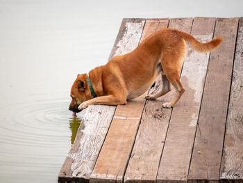 Dog drinks water by lake