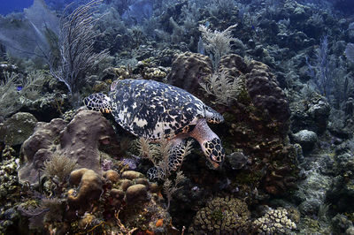 A hawksbill turtle photographed in roatan, honduras.