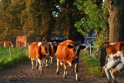 Cows standing in park