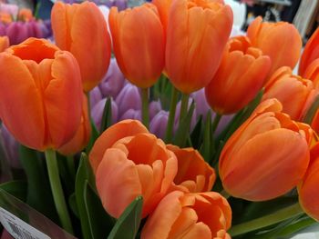 Close-up of orange tulips