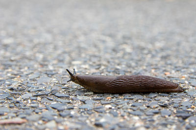 Close-up of a lizard on land