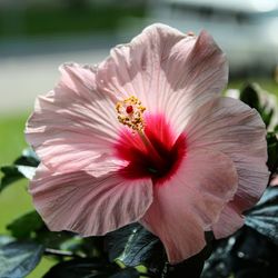 Close-up of pink hibiscus