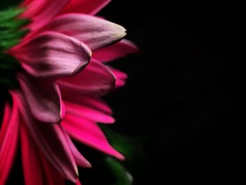 Close-up of pink flower