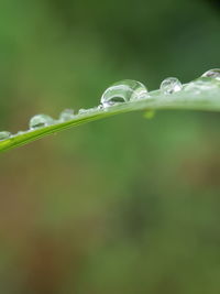 Close-up of water drops on plant leaves