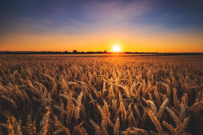 Scenic view of field against sky during sunset
