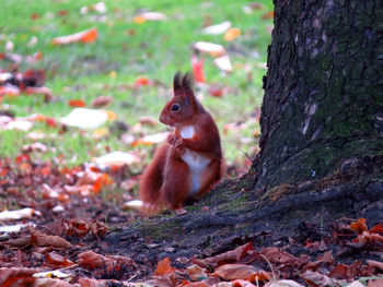 Squirrel on tree trunk