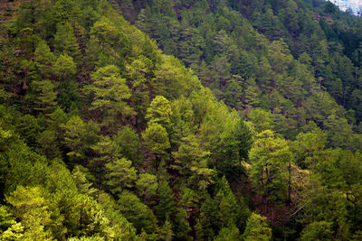 Pine trees in forest