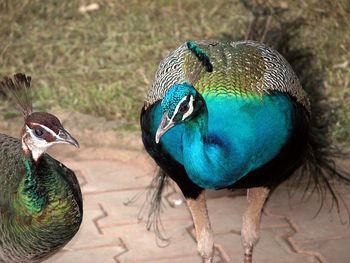 Close-up of peacock