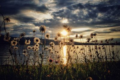 Plants against sky during sunset