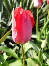 Close-up of red tulip blooming outdoors