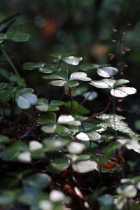 Close-up of green leaves on plant