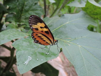 Close-up of butterfly perching on leaf