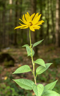 Close-up of yellow flowering plant