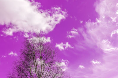 Low angle view of pink flowers