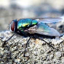 Close-up of insect on leaf