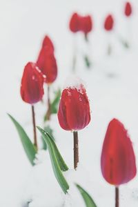 Close-up of poppy blooming outdoors