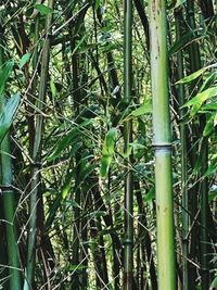 Full frame shot of bamboo trees in forest