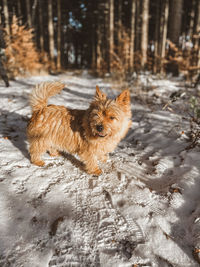 Portrait of dog on land during winter