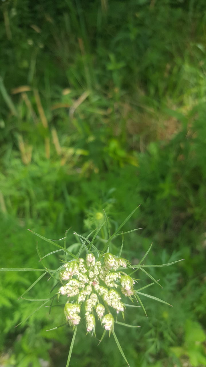 CLOSE-UP OF FLOWERING PLANTS ON LAND