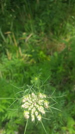 Close-up of flowering plant on land