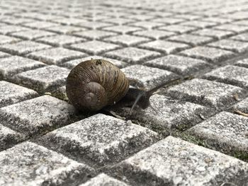 Close-up of snail on ground