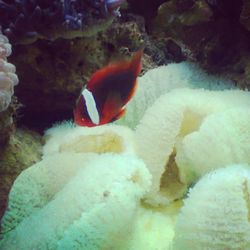 Close-up of fish underwater