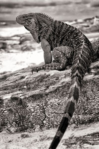 Close-up of a horse on rock