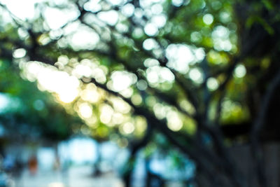 Defocused image of tree in forest