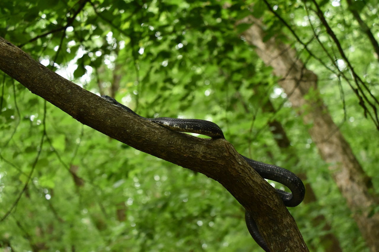 VIEW OF LIZARD ON TREE