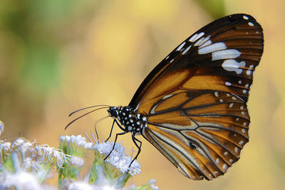 Close-up of butterfly on leaf