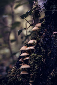 Close-up of plant growing on tree trunk