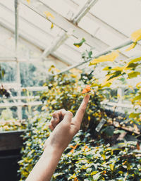 Cropped image of person hand by flowering plants