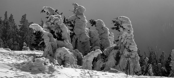 Frozen plants on snow covered land against sky